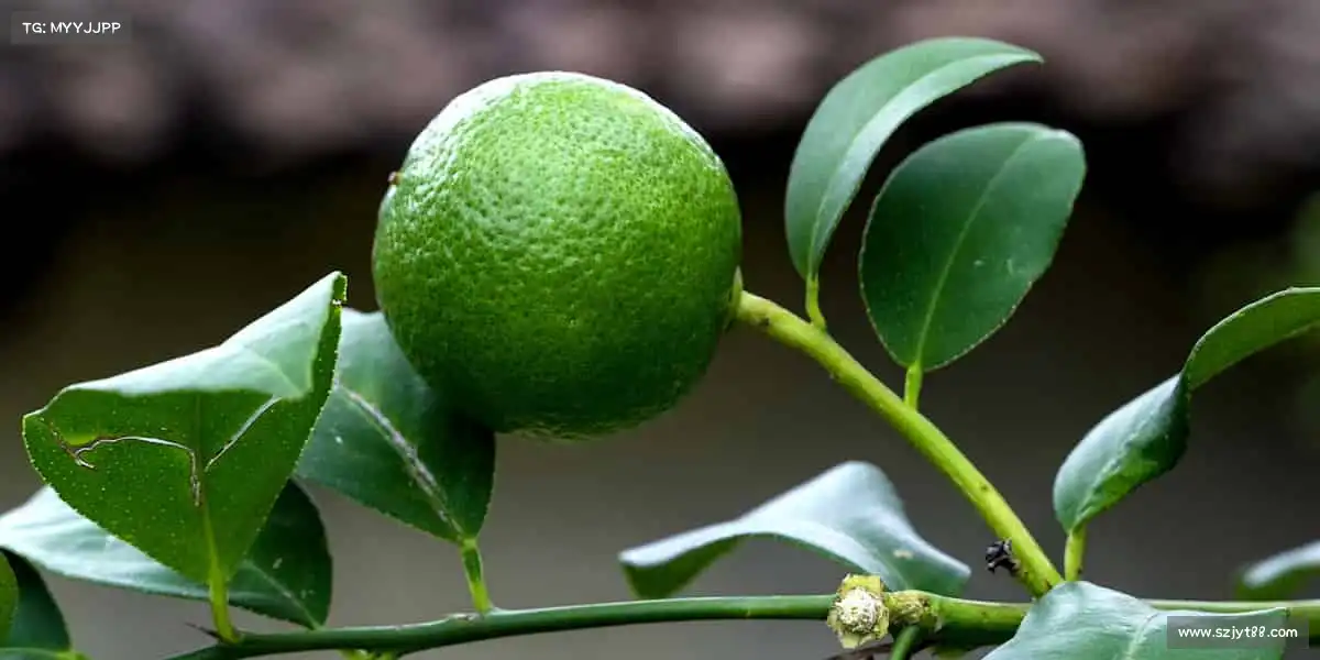 为什么选择我们